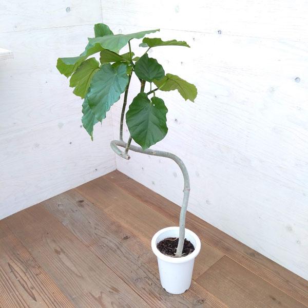 観葉植物 フィカス ウンベラータ 曲げ仕立て 6号 園芸ネット 通販 Yahoo ショッピング