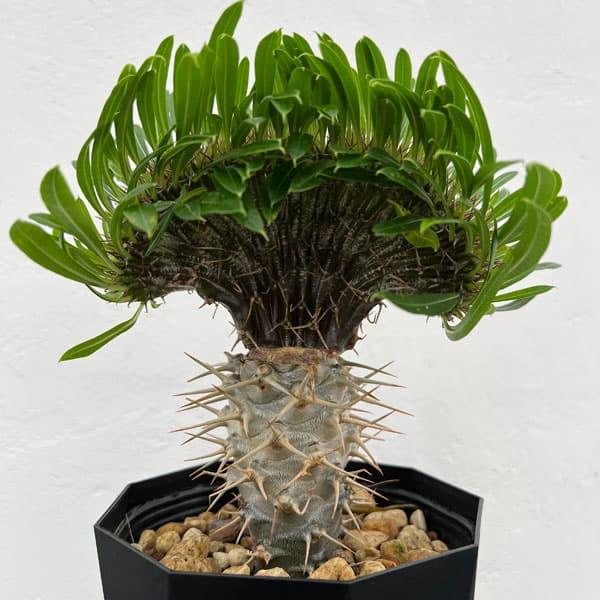 パキポディウム ゲアイー綴化 観葉植物 多肉植物 コーデックス