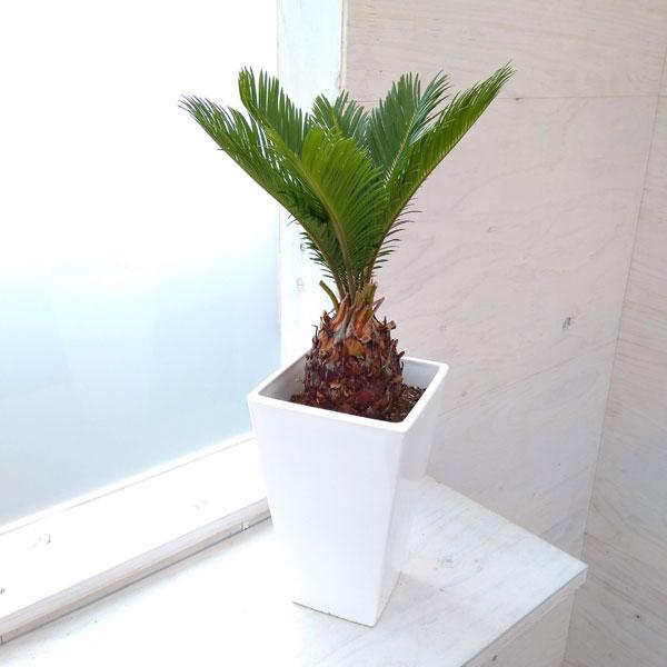 観葉植物 ソテツ 蘇鉄 6号角鉢 園芸ネット 通販 Yahoo ショッピング