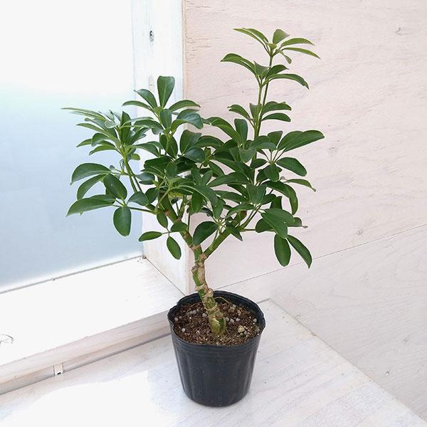 観葉植物 シェフレラ コンパクタ 3.5号硬質ポット : 園芸ネット - 通販