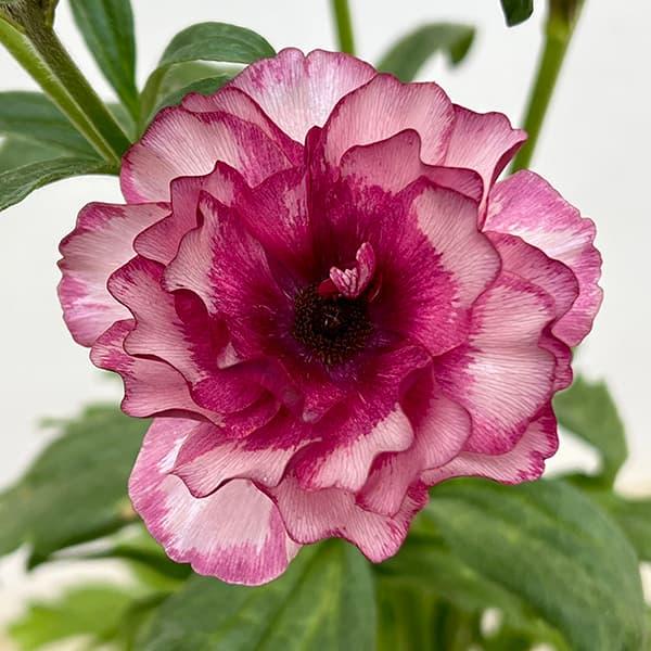 ラックスシリーズはラナンキュラスの育種・品種改良を手がけて20年の綾園芸さん作出のオリジナル品種。光沢のある花びらが特徴で、日光が当たるとより輝き非常に美しいです。スプレー咲きで春まで次々に開花します。開花しながら成長を続けるので徐々に花数...