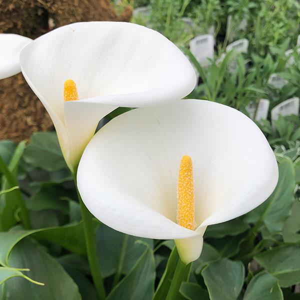 草花の苗 カラー（宿根） シルクロード 3.5号ポット（2年株）