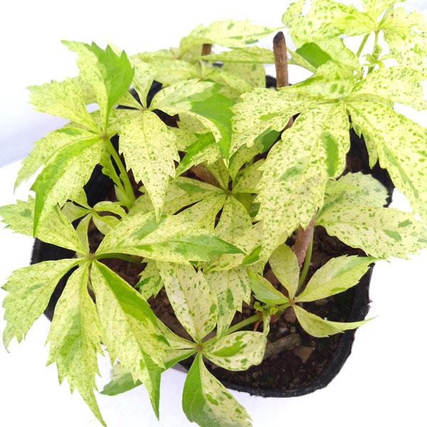 草花の苗 ヘンリーヅタ斑入り3号ポット* : 園芸ネット - 通販 - Yahoo