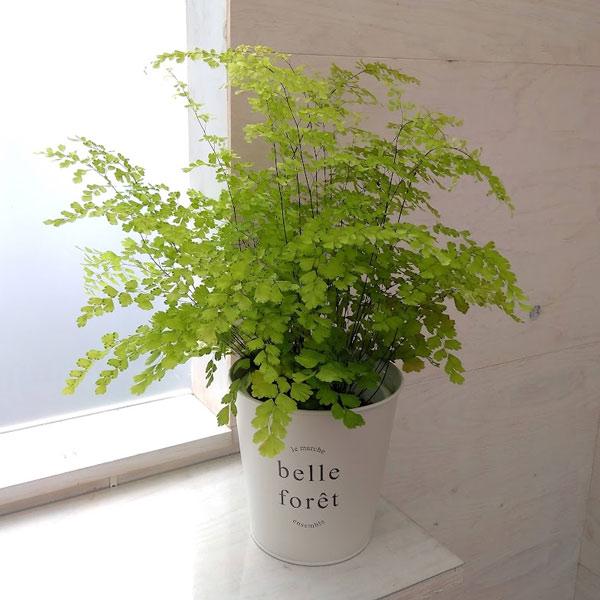 観葉植物 ギフトに アジアンタム フラグランス5号鉢植え ロングペールブリキホワイト鉢カバー入り 園芸ネット 通販 Yahoo ショッピング