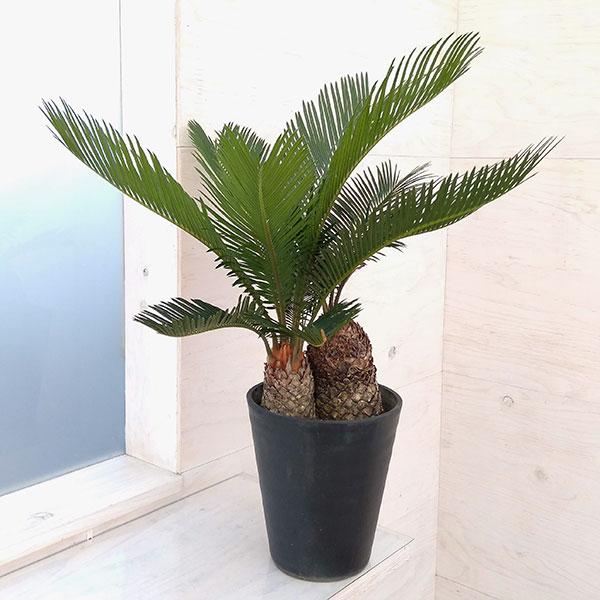 観葉植物 年季の入った逸品 ソテツ 蘇鉄 6号22 01 園芸ネット 通販 Yahoo ショッピング