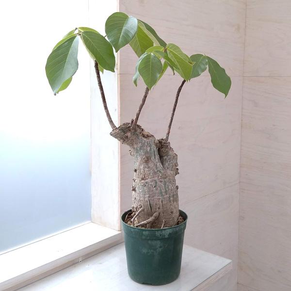 観葉植物/プセウドボンバックス：エリプチクム（実生） 5号22-01 ザ