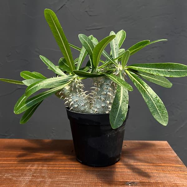 観葉植物 棚卸セール パキポディウム 恵比寿大黒 （国内実生株） 3.5号