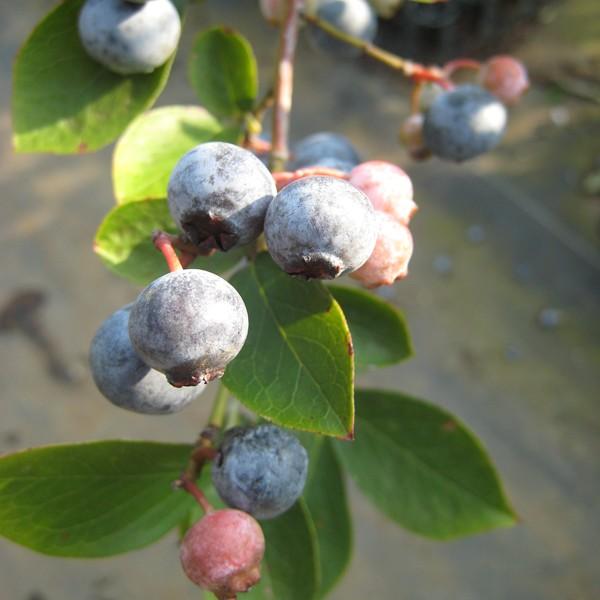 果樹の苗 ブルーベリー ラビットアイ系 ウッダード5号ポット 14 園芸ネット 通販 Yahoo ショッピング