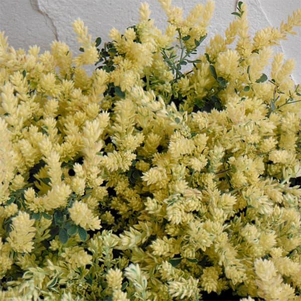 草花の苗 ロータス ブリムストーン3-3.5号ポット* 2株セット