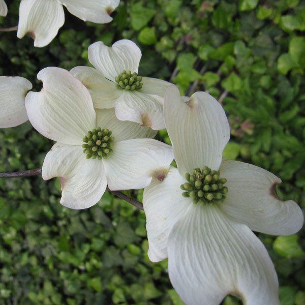 花木 庭木の苗 ハナミズキ クラウドナイン5号ポット 27 園芸ネット 通販 Yahoo ショッピング