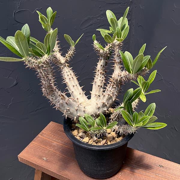 パキポディウム　ロスラーツム パキポディウム ロスラーツム | GREEN LUCK