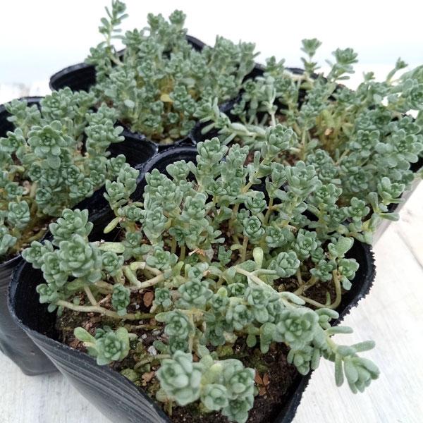 観葉植物 セダム オカタイトゴメ3号ポット : 園芸ネット - 通販