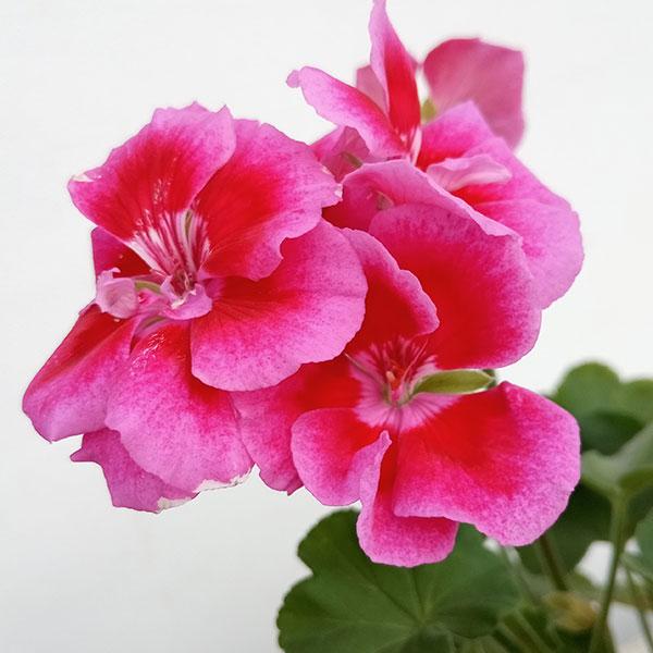 草花の苗 ゼラニウム カリオペラベンダースプラッシュ5号鉢植え 5400 園芸ネット 通販 Yahoo ショッピング