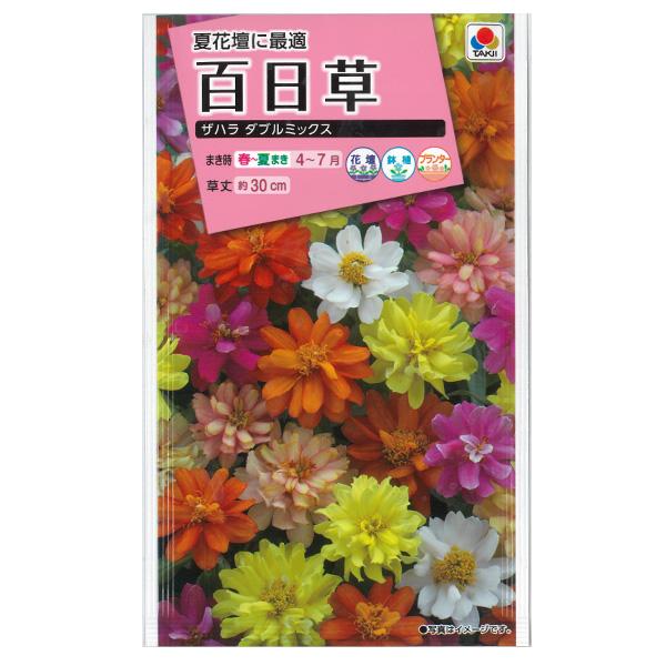 百日草（ジニア）は生長が早く、丈夫で作りやすい植物です。タネを何回かにわけてまくと、次から次へとカラフルな花を咲かせます。「ザハラ系」はエレガンス種とリネアリス種の交雑から生まれた種間雑種で、花弁数の多い4〜5cmの花が次々に開花し、暑さや...