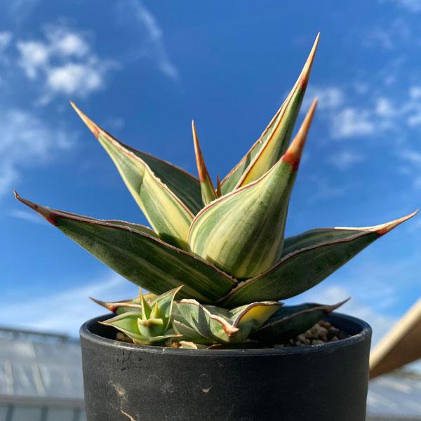 サンスベリア ピングイキュラ 斑入り 【公式通販】