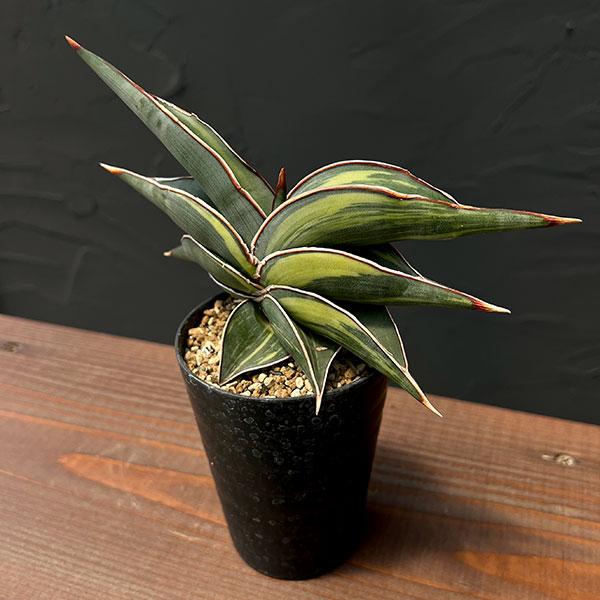 観葉植物/サンセベリア：ロリダ斑入り（M）3号鉢植え ザ・ファーム