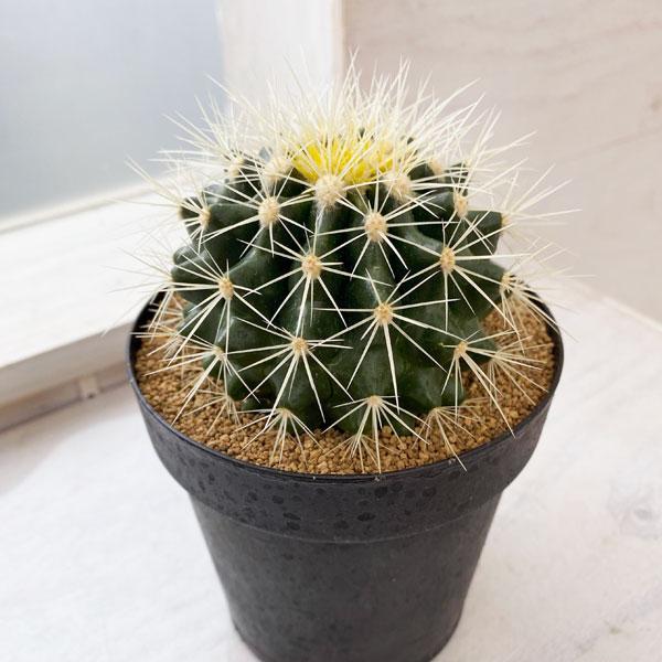 観葉植物/サボテン：金シャチ 4号 :208410:園芸ネット - 通販 - Yahoo