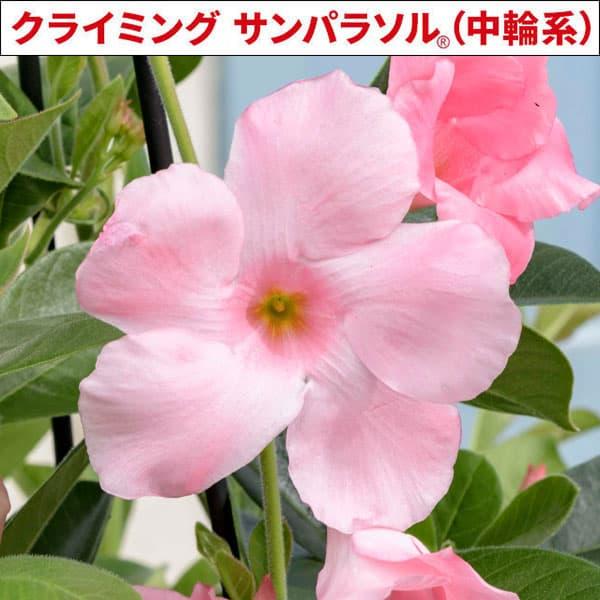 草花の苗 マンデビラ クライミングサンパラソル（中輪系） パステルピンク3号ポット(R)