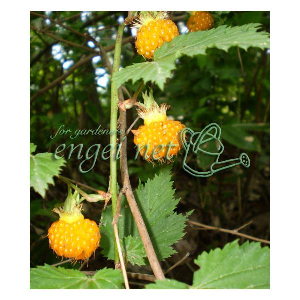 別名キイチゴとも呼ばれる品種で、主に本州山野に自生します。葉がモミジのように切れ込みが入り、春にやや下向きに白い花が咲きます。夏に黄色く熟す瑞々しい実をつけます。実は非常においしく、人気の高い品種です。生食のほか、ジャムやシロップに加工する...