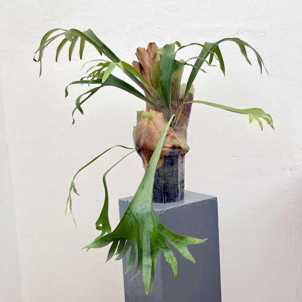 観葉植物/棚卸セール ビカクシダ（コウモリラン）：ゴッドマム 5  