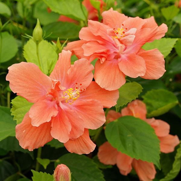 草花の苗 ハイビスカス アプリコットプリンセス3号ポット