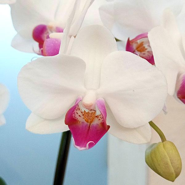 ギフトに ミディコチョウラン ユミ3本立ち5.5号陶器鉢植え : 園芸