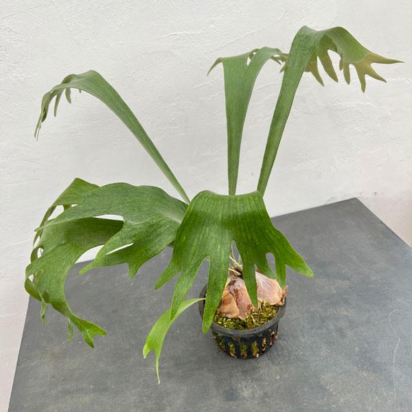 観葉植物/ビカクシダ（コウモリラン）：バイーア 斑入り（bahia