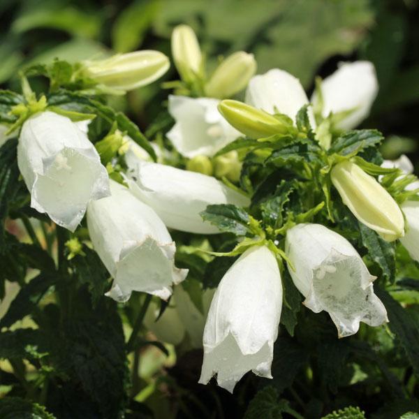 ホタルの飛び交う頃に花をつける、子供がホタルを袋状の中へ入れ光らせて遊んだことなどからホタルブクロの名前がついたと言われています。茶花や切花にもでき、丈夫でカンパニュラの中では育てやすい山野草ですのでビギナーの方にもおすすめです。コンテナや...