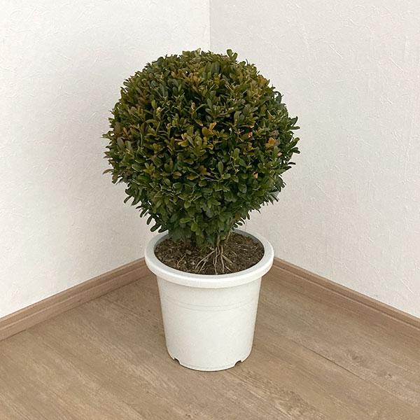 花木 庭木の苗 ツゲ ウインタージェム玉仕立て8号鉢植え* : 園芸ネット