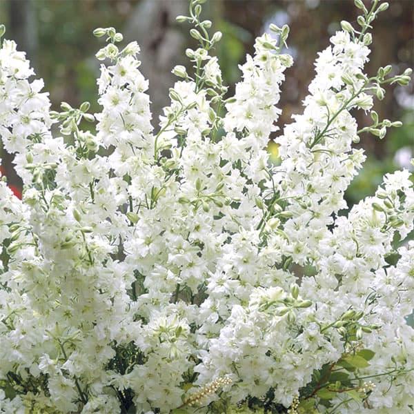 ★入荷から日数が経ったためセール価格となりました。商品の状態は画像と異なる場合があります。★チドリソウ（千鳥草・ラークスパー）は小さい花を長い茎にたくさんつけるゴージャスな草花。デルフィニウムの仲間です。1年草ですが、花壇の後方や宿根草ガー...