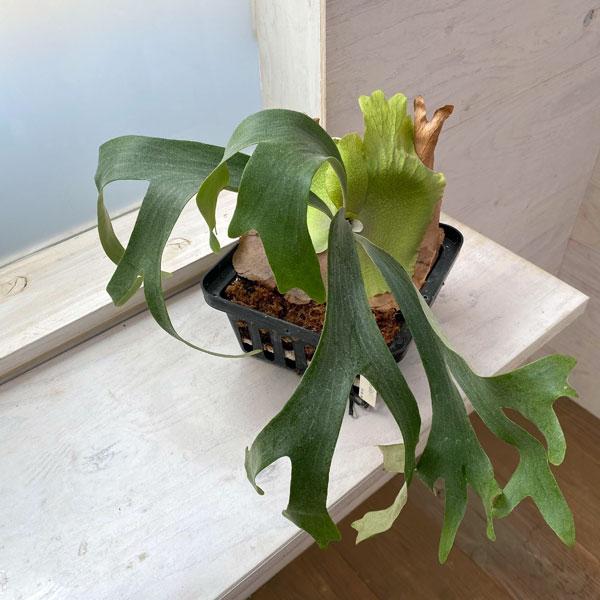 ghost ビカクシダ　コウモリラン　観葉植物 P. 'Dark Hedge Hog'🌿（BPsporeling） DHHは尖った貯水葉と