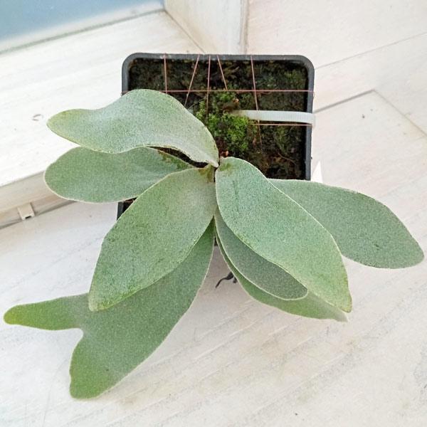 観葉植物 （わけあり特価）ビカクシダ（コウモリラン） ベイチー（無