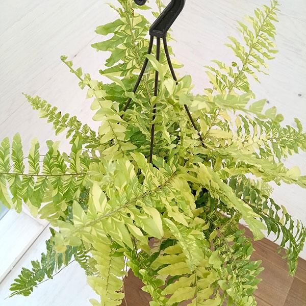 観葉植物 ネフロレピス タイガー 5号吊り鉢