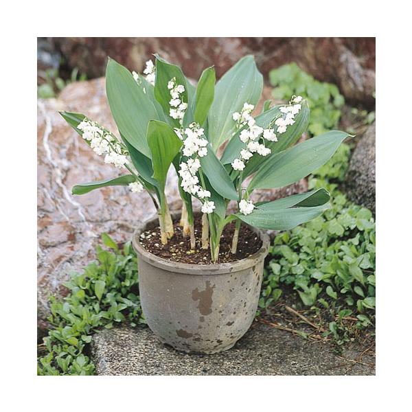 草花の苗 ドイツスズラン 八重咲き1芽入り3号ポット*