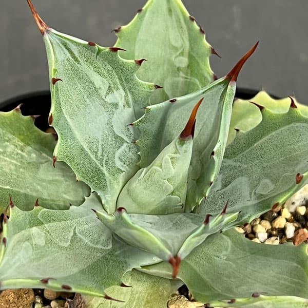 アガベ イシスメンシス　メディオピクタ アガベ イシスメンシスメディオピクタ