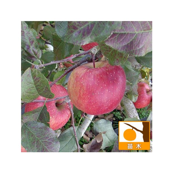 ふじは「国光」と「デリシャス」の交配種で、甘味と酸味がほどよく、荷重が多くて食味がたいへん優れたりんごの代表的な品種です。家庭でも育てやすいのでおすすめです。満開後150日くらいで収穫です。果重300〜350g、糖度15度です。樹勢は強健で...
