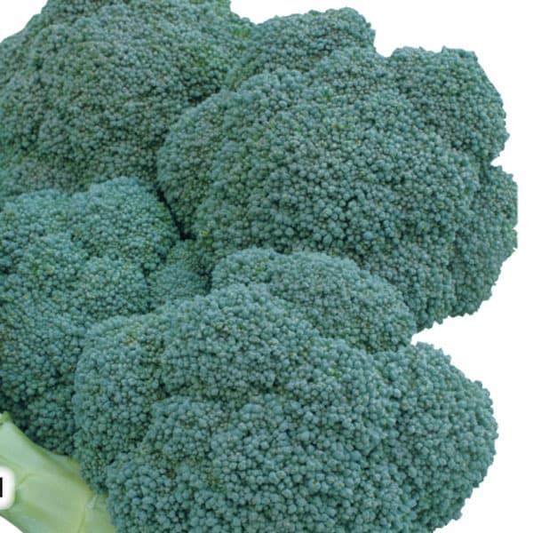 草勢が強く、耐暑性があり、栽培が容易な極早生種。花蕾は濃緑で豊円・肉厚。食味と日もちがよい。温度に比較的鈍感で、異常花蕾の発生が少ない。※詳しい商品説明は下のほうに記載があります