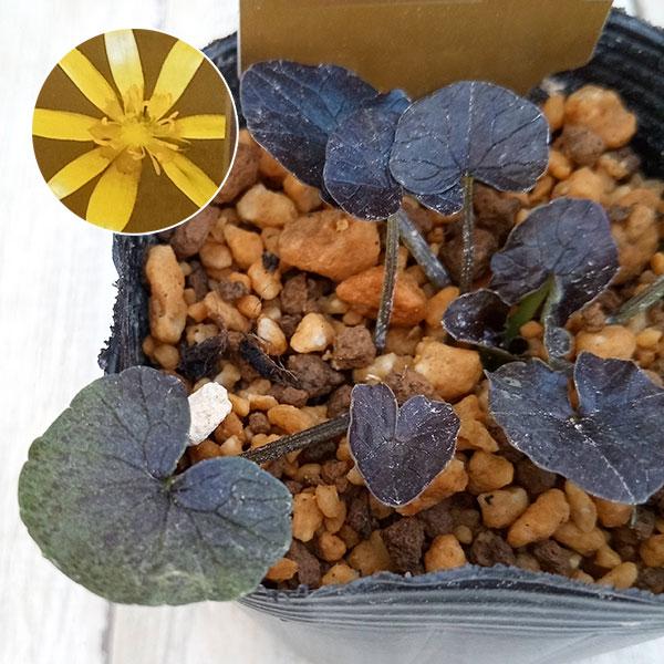 ヒメリュウキンカはヨーロッパやシベリアの湿原や川沿いに自生するキンポウゲ科の植物です。春浅い雪解けの頃、ハート型の葉のなかに丸い花たちが顔をのぞかせます。艶やかな黄色の花は繊細で可憐です。地植えはもちろんのこと、鉢に数株植えると存在感があり...