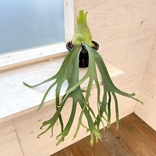 観葉植物 （わけあり特価）ビカクシダ（コウモリラン） ウィリンキー