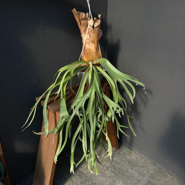 観葉植物 アーリーサマーセール （わけあり特価）ビカクシダ（コウモリ
