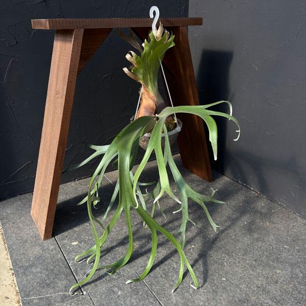 観葉植物 ビカクシダ（コウモリラン） ウィリンキー cv. キャンディ