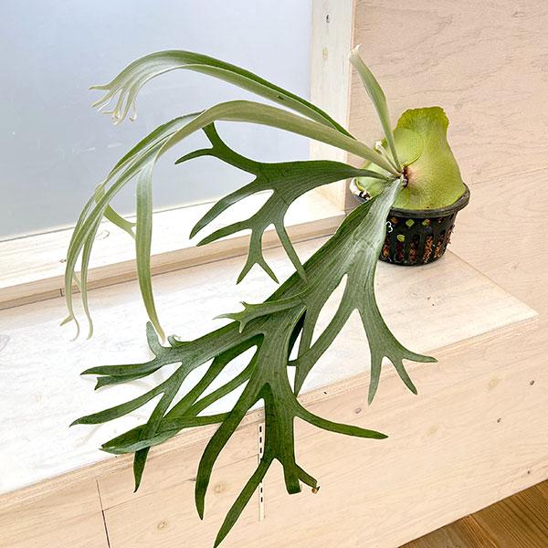 観葉植物/ビカクシダ(コウモリラン):サンサイビューティー 観葉植物/ビカクシダ(コウモリラン):サンサイビューティー