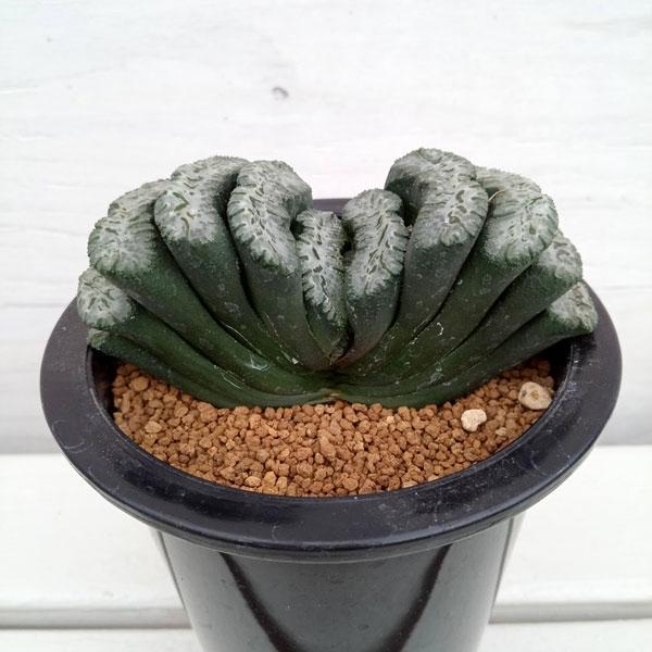 観葉植物 ハオルチア 玉扇 荒波の磯（白窓に鮮明緑模様）4号 : 園芸