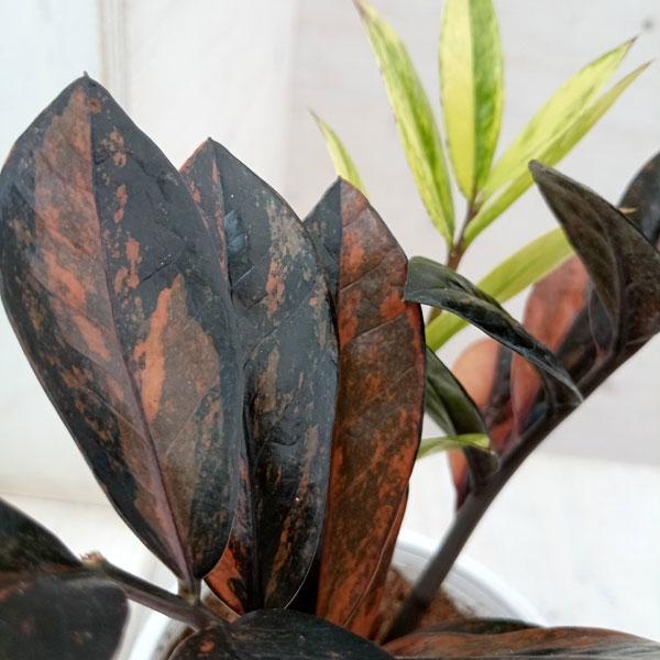 観葉植物/ザミオクルカス：ブラック ピンクバリエガータ 4号 