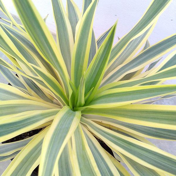 観葉植物/ユッカ：グロリオサ バリエゲイテッド ブライトスター