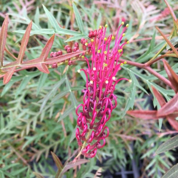 オージープランツ2株セット❗️ グレビレア　ガウディチャウディとブロンズランバー⭐︎ オージープランツ2株セット❗️ グレビレア ガウディチャウディと