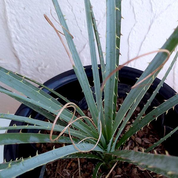 ダシリリオン ウィーレリー 抜き苗 ダシリリオンウィーレリー抜き苗