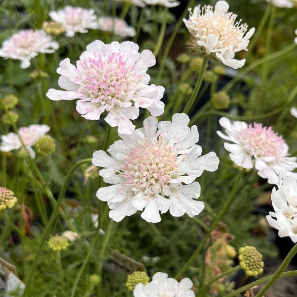 草花の苗 スカビオサ アメジストホワイト3.5号ポット