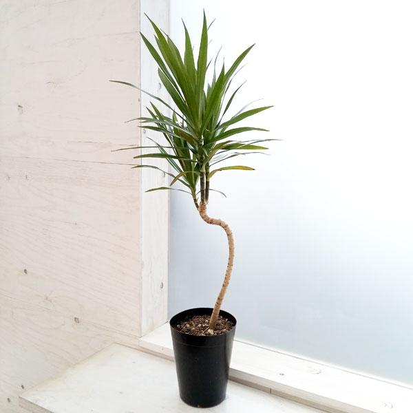 観葉植物 ドラセナ ナビ―（曲がり仕立て） 5号硬質ポット : 園芸ネット