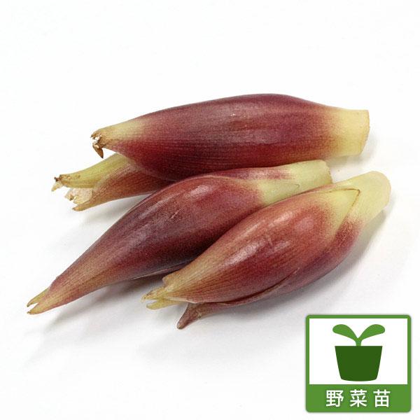 ミョウガは家庭菜園で手軽に作れる強健な野菜です。収穫の楽しさは格別。そして、新鮮なものは味わい豊かです。 栽培方法は簡単で、病気もなく、手間もかかりません。 お庭の隅に、ぜひどうぞ！※詳しい商品説明は下のほうに記載があります